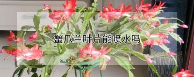 蟹爪兰叶片可以喷水吗 蟹爪兰叶片能否进行喷水操作？