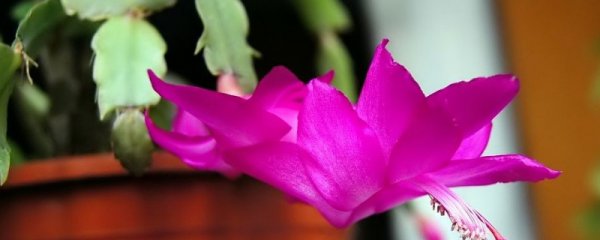 冬天蟹爪兰开花的时候怎么养
