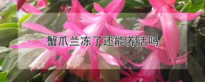 蟹爪兰冻了还能不能养活 蟹爪兰冻坏了还可以恢复吗？