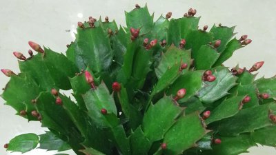 冬季怎么养殖蟹爪兰 冬季如何种植蟹爪兰