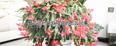 蟹爪兰叶子软塌塌的原因 蟹爪兰叶子松软的原因