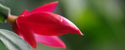 蟹爪兰有花苞了还可以施肥吗 蟹爪兰开花前仍可施肥吗？