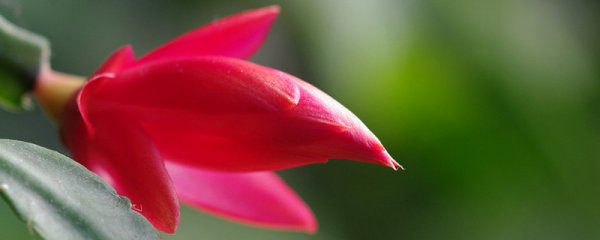 蟹爪兰有花苞了还可以施肥吗