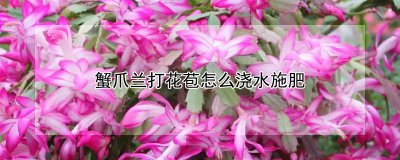 蟹爪兰打花苞如何浇水施肥 螃蟹兰开花时的水肥管理