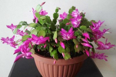 蟹爪兰的花期介绍 蟹爪兰花期养护技巧