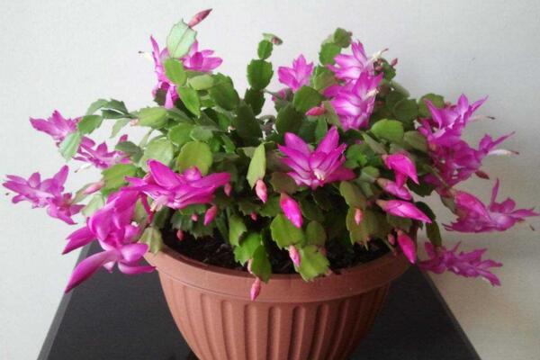 蟹爪兰花期养护技巧