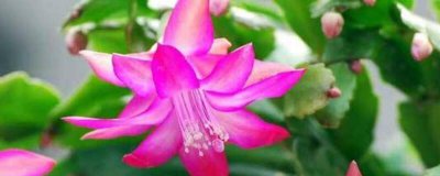 蟹爪兰夏季会开花 夏季多开花要点