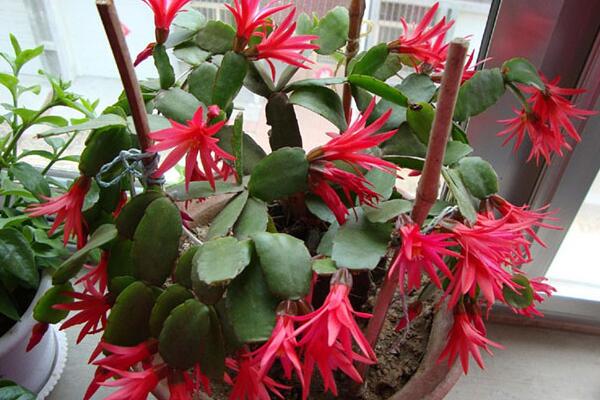 蟹爪兰花期养护技巧