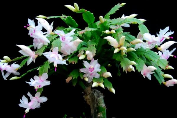 蟹爪兰花期养护技巧