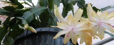 春天蟹爪兰开花吗 春季蟹爪兰是否开花？
