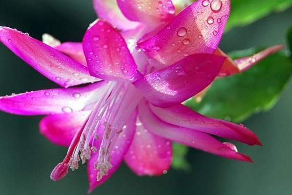春天蟹爪兰开花吗
