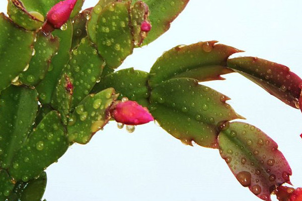 春天蟹爪兰开花吗