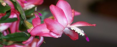 蟹爪兰秋季开花后养护方法 蟹爪兰秋季花后护理技巧