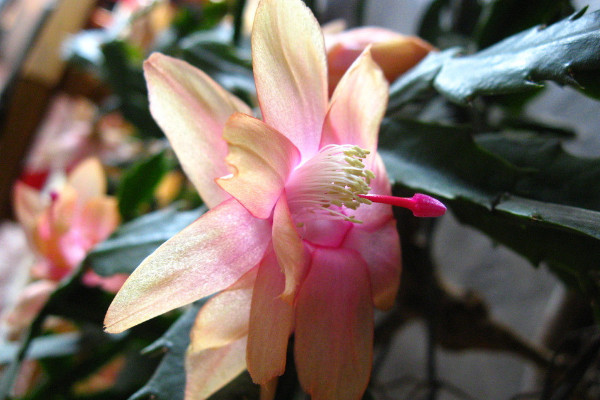 蟹爪兰秋季开花后养护方法