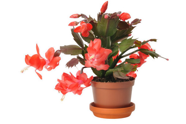 蟹爪兰秋季开花后养护方法