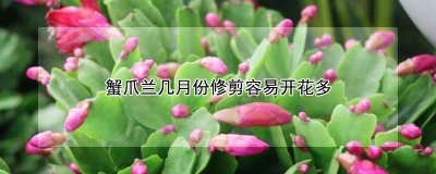 蟹爪兰什么时候修剪容易开花多 蟹爪兰怎么修剪开花多