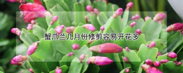 蟹爪兰什么时候修剪容易开花多