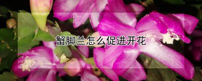 蟹脚兰如何促进开花 如何激发蟹脚兰开花