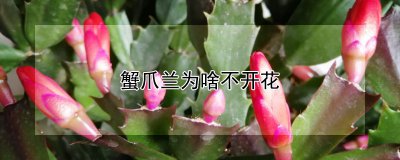 蟹爪兰不开花的原因 蟹爪兰为何不开花？