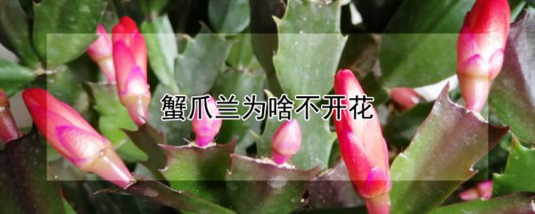 蟹爪兰不开花的原因