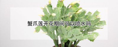 蟹爪莲开花期间可不可以喷水 蟹爪莲开花时可否浇水？