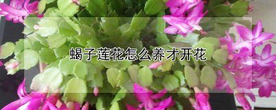 蝎子莲花如何养殖才开花 怎样种植蝎子莲让其开花