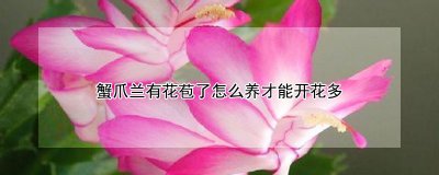 蟹爪兰有花苞了开花多的养殖方法 蟹爪兰花苞开花技巧