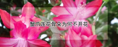 蟹爪莲的花蕾为什么不开花 蟹爪莲的花朵为何不绽放