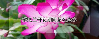 解瓜兰开花期间如何浇水 如何在瓜兰开花时正确浇水
