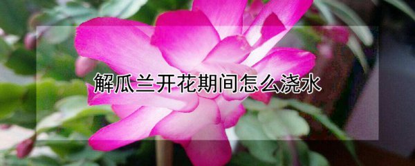 解瓜兰开花期间如何浇水