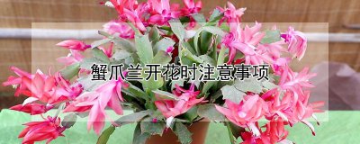蟹爪兰开花时有什么注意事项 蟹爪兰开花时需注意什么？