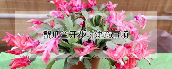蟹爪兰开花时有什么注意事项