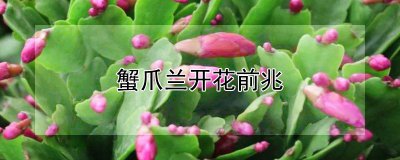 蟹爪兰开花有什么前兆 蟹爪兰开花的征兆是什么？
