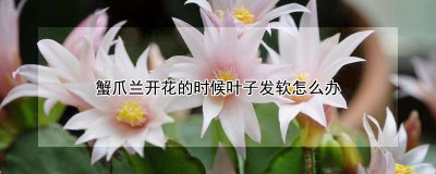 蟹爪兰开花时叶子发软如何处理 蟹爪兰开花导致叶子发软怎么办？