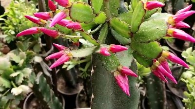蟹爪兰有花苞什么时候开花 蟹爪兰花苞何时绽放？