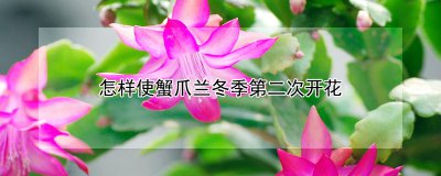 如何使蟹爪兰冬季第二次开花 蟹爪兰冬季二次开花技巧