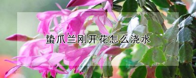 蛰爪兰刚开花如何浇水 蛰爪兰开花后的浇水方法