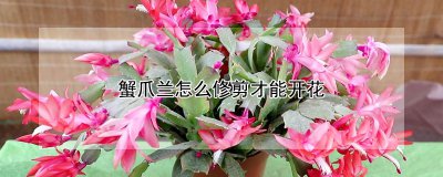 蟹爪兰如何修剪才能开花 蟹爪兰修剪技巧助开花