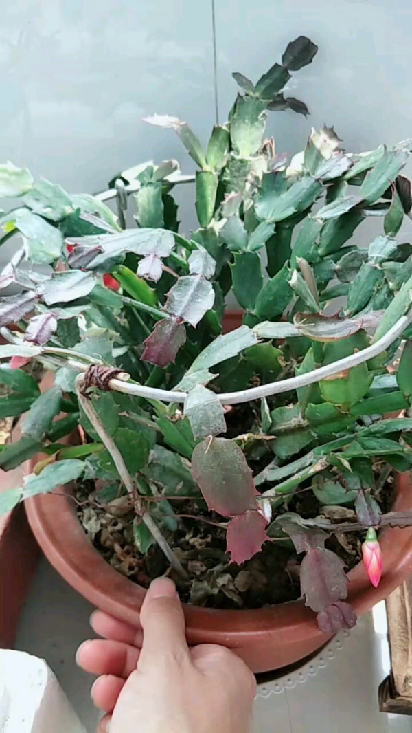蟹爪兰二次开花有哪些技巧