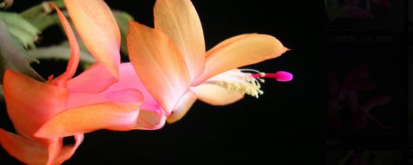 蟹爪兰如何快速开花