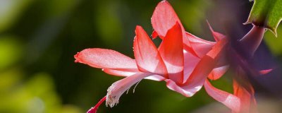 蟹爪兰开花期间怎么养护 蟹爪兰开花时需要注意什么养护？