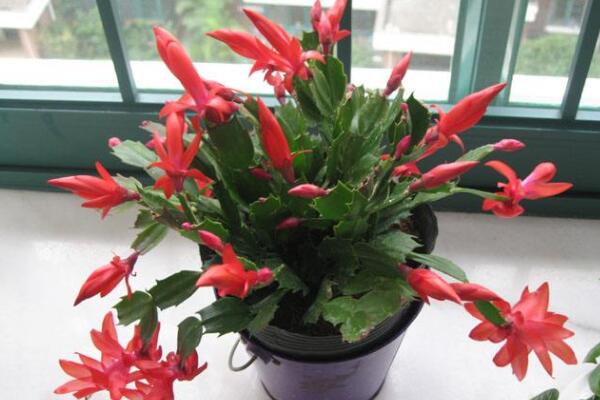 蟹爪兰开花期间怎么养护