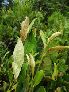 茶花叶子会发黄发焦的原因 茶花叶子变黄焦的原因