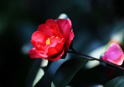 室内山茶花的养殖方法 室内山茶花品种介绍