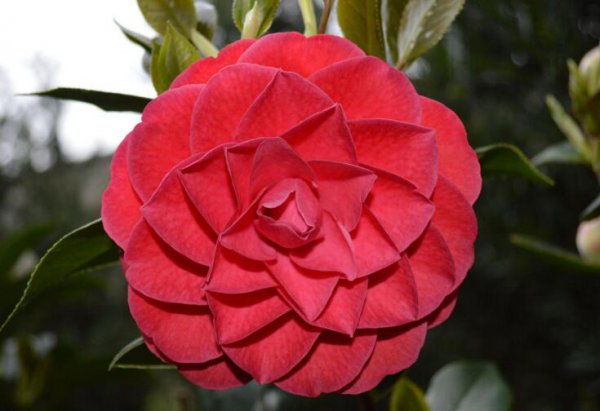 室内山茶花的养殖方法