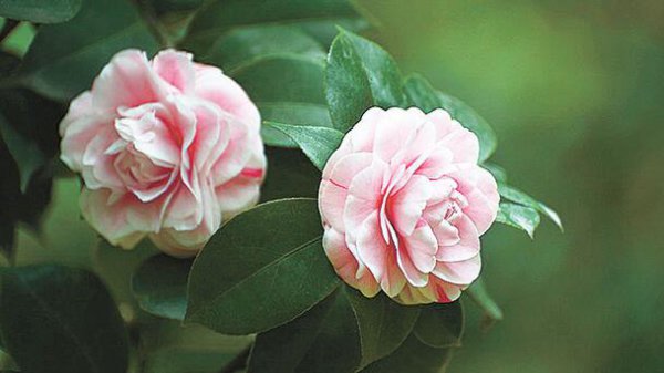 室内山茶花的养殖方法