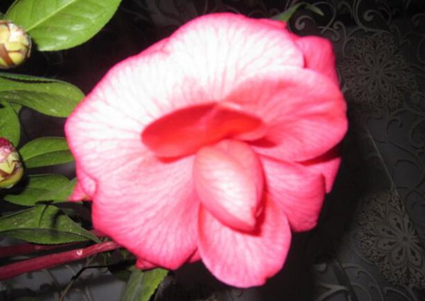 室内山茶花的养殖方法