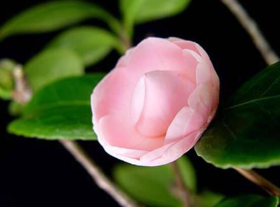 茶花尽快开花方法