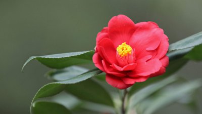 茶花花期什么时候 茶花的花朵形状