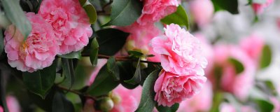茶花夏天会不会开花 夏天茶花会开花吗？